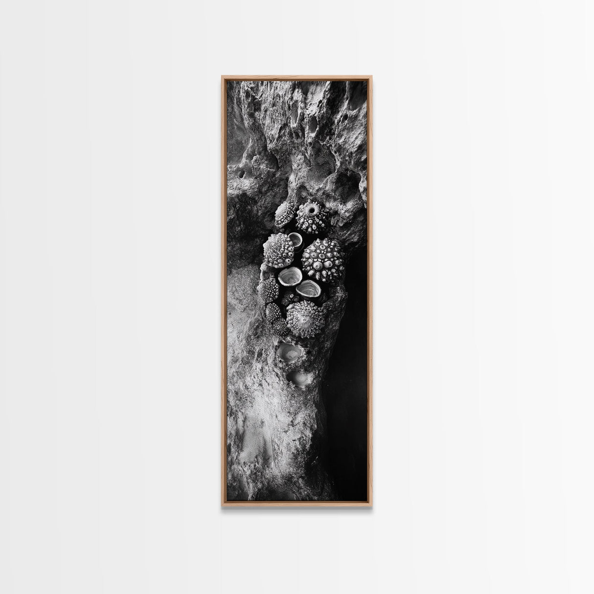 Tide Pool Life, Sea Creatures, Textured Nature, Ocean Details, Shell Art, Framed Canvas Print, Bathroom Wall Art, Coastal Boho Vibes