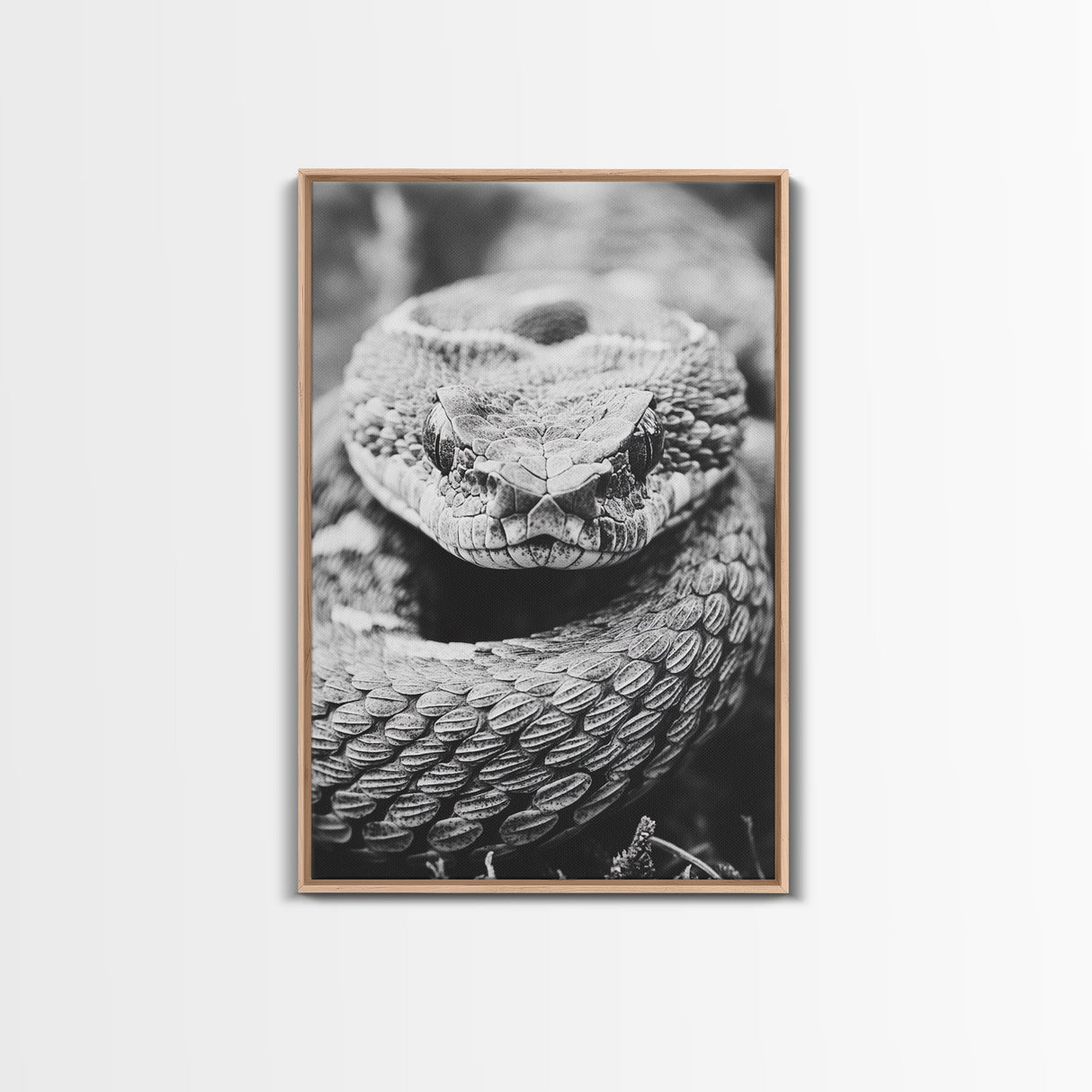 Rattlesnake Face, Coiled Closeup, Venomous Gaze, Canvas Print, Macro Wildlife Wall Art, Reptile Decor, Intense Black White Photography
