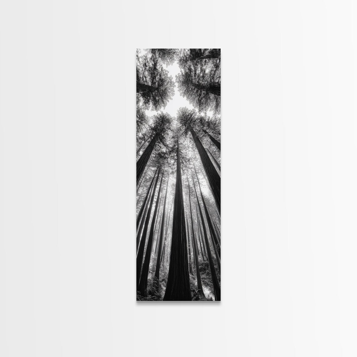 Redwood Forest, Sunlight Trees, Nature Canopy, Canvas Print, Serene Woodland Art, Cabin Wall Decor, Black and White Forest Art, Bedroom Wall Art