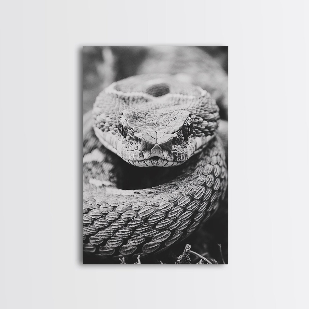 Rattlesnake Face, Coiled Closeup, Venomous Gaze, Canvas Print, Macro Wildlife Wall Art, Reptile Decor, Intense Black White Photography