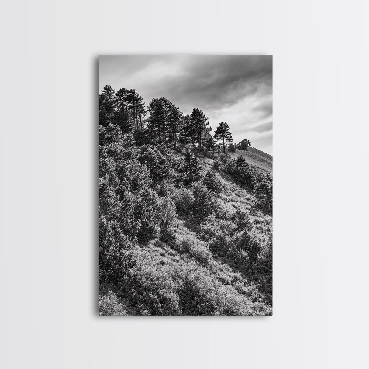 Hillside Forest, Peaceful Pines, Mountain Light, Framed Canvas Print, Nature Wall Art, Cabin Decor, Woodland Landscape Scene
