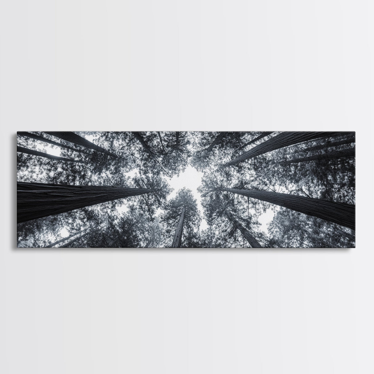 Redwood Trees, Forest Canopy, Looking Upward, Canvas Print, Black and White Nature Art, Meditation Room Decor, Minimalist Wall Art