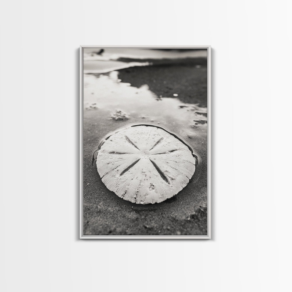 Sand Dollar, Coastal Shore, Ocean Shell Print, Canvas Print, Beachcomber Wall Art, Seaside Bathroom Decor, Nautical Nature Photography