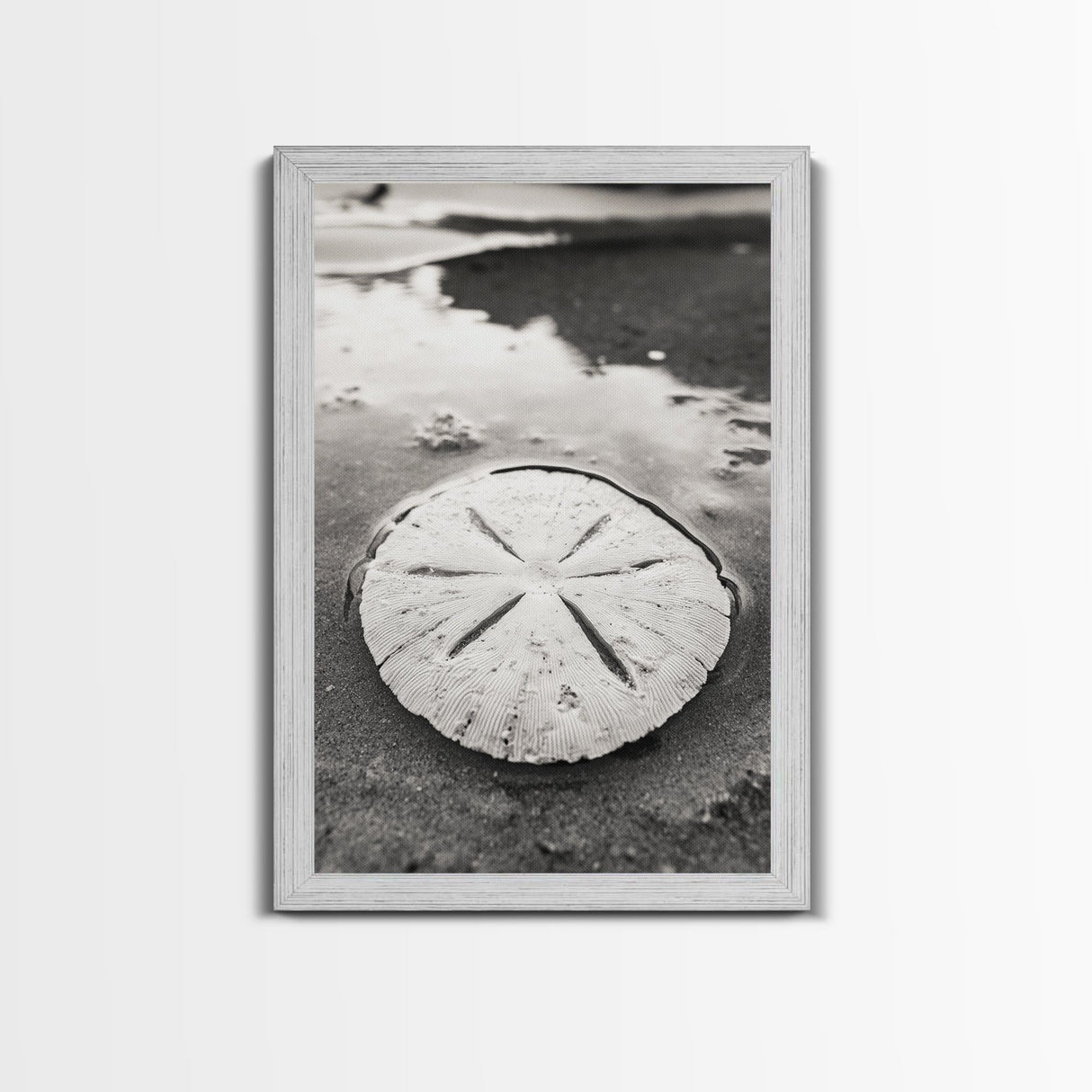 Sand Dollar, Coastal Shore, Ocean Shell Print, Canvas Print, Beachcomber Wall Art, Seaside Bathroom Decor, Nautical Nature Photography