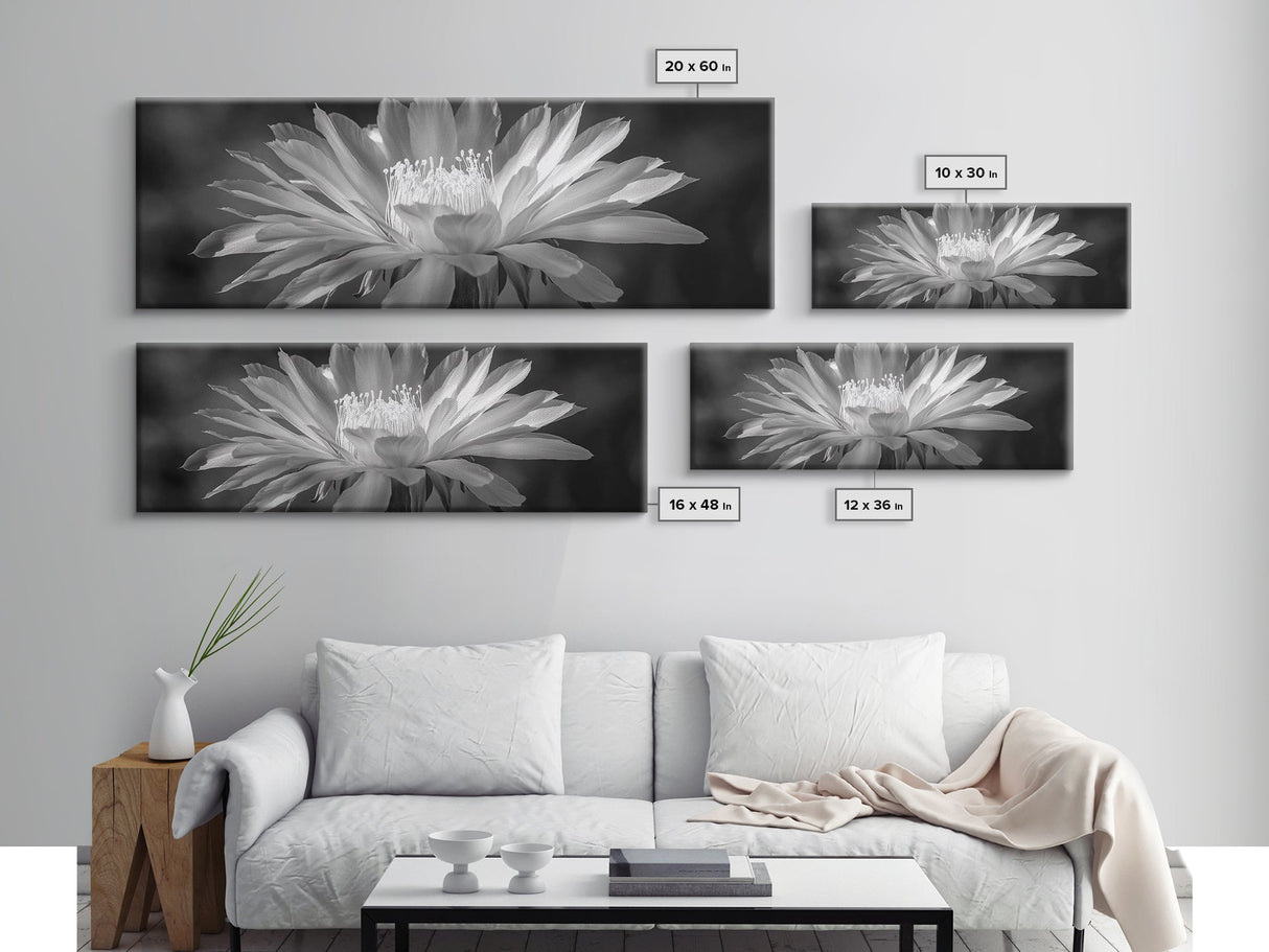 Soft Bloom, Desert Cactus Flower, Close-Up Botanical, Modern Black White Art, Framed Canvas Print, Bathroom Wall Art, Nature Photography