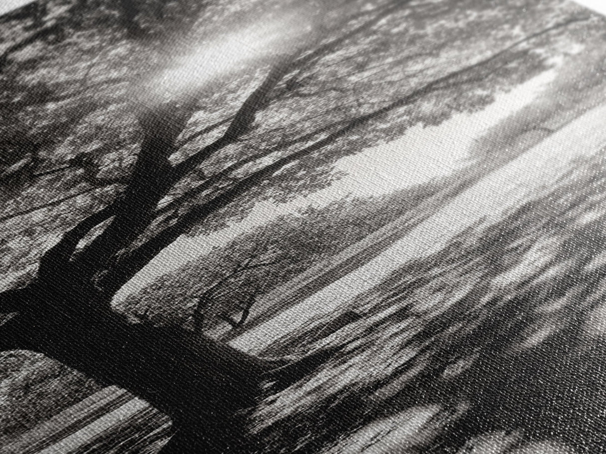 Sunlight Tree, Autumn Glow, Nature Shadowplay, Black White Forest Scene, Canvas Print, Fall Living Room Art, Boho Earthy Wall Decor