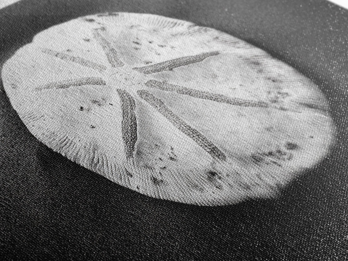 Sand Dollar, Beach Detail, Minimalist Sea, Calm Nature, Framed Canvas Print, Bathroom Wall Art, Coastal Boho Decor, Ocean Zen Style