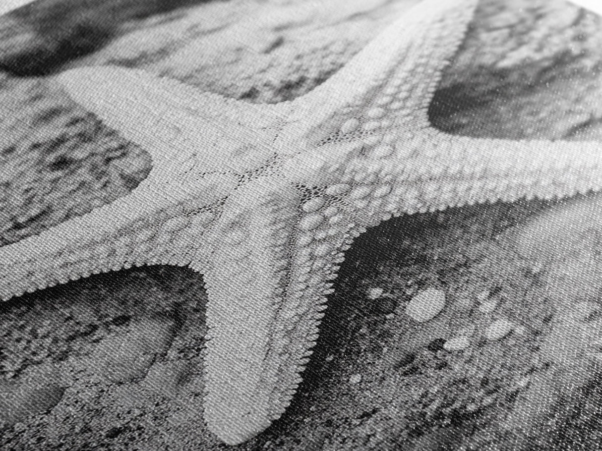 Starfish Closeup, Coastal Shell, Beach Texture, Framed Canvas Print, Bathroom or Ocean Nursery Decor, Minimal Beach Art