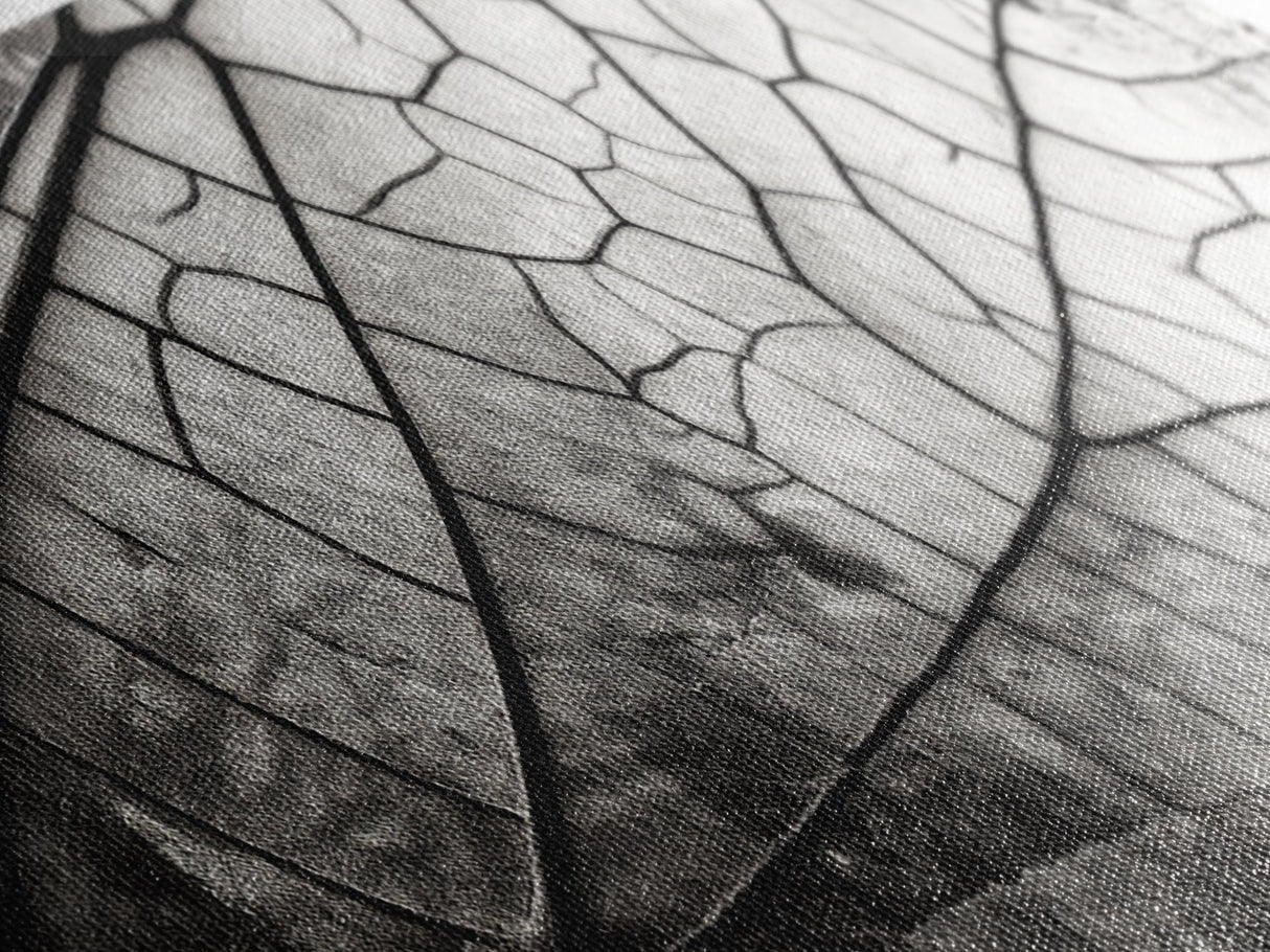 Macro Insect Wing, Abstract Nature Texture, Modern Neutral Wall Decor, Framed Canvas Print, Office Art, Monochrome Macro Photography