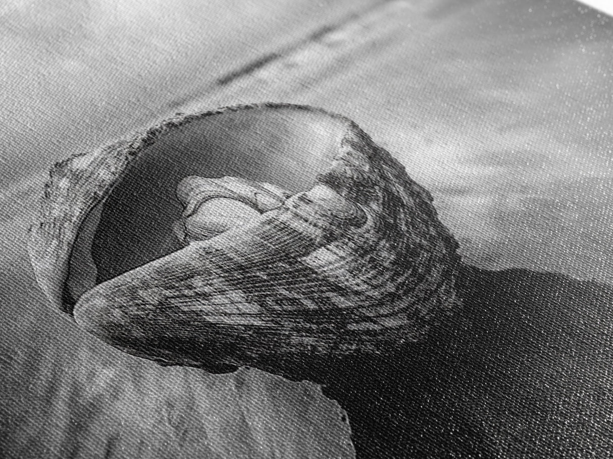 Seashell Closeup, Beach Photography, Ocean Minimalism, Canvas Print, Bathroom Wall Art, Coastal Modern Decor, Nautical Neutral Art