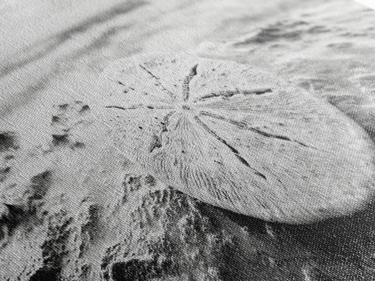 Sand Dollar, Ocean Shore, Calm Waters, Canvas Print, Coastal Wall Art, Minimalist Bathroom Decor, Seashell Beach Photography
