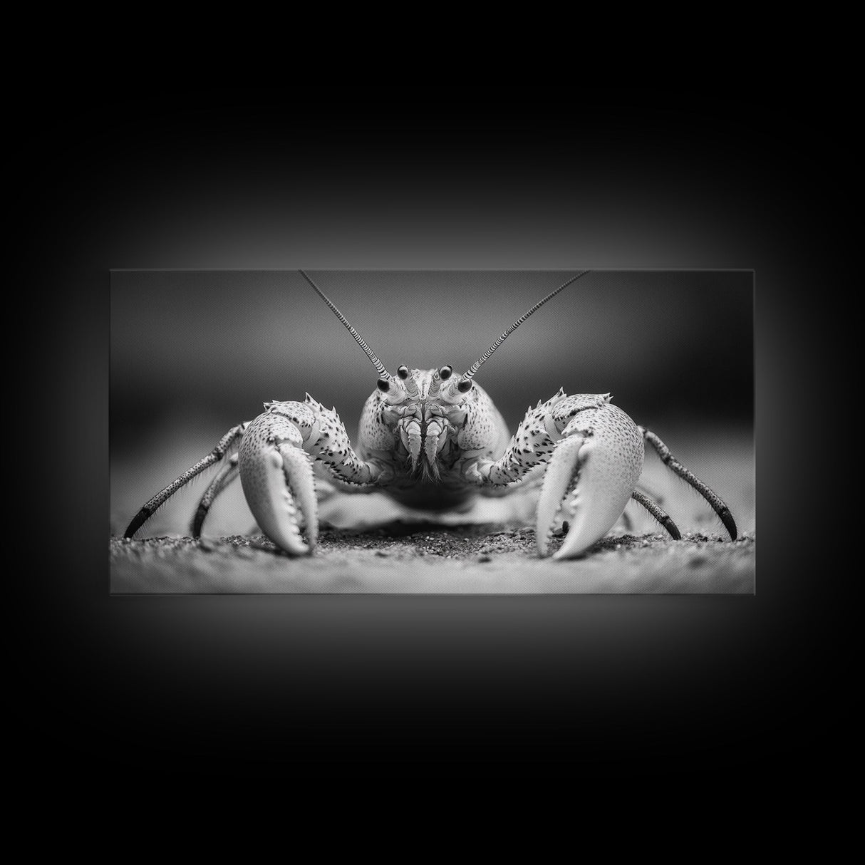 Hermit Crab, Close-Up, Ocean Creature, Monochrome Nature, Framed Canvas Print, Marine Wall Decor, Coastal Kitchen Wall Art, Entryway Accent