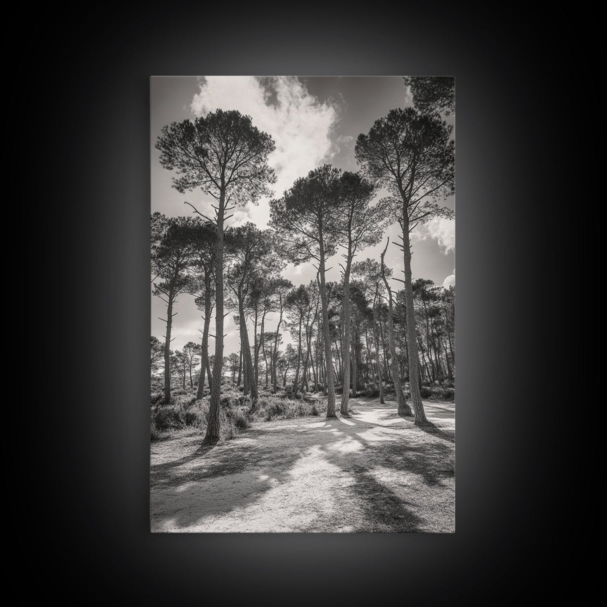 Forest Shadows, Tall Pines, Natural Light, Framed Canvas Print, woodland landscape, rustic cabin decor, autumn forest art