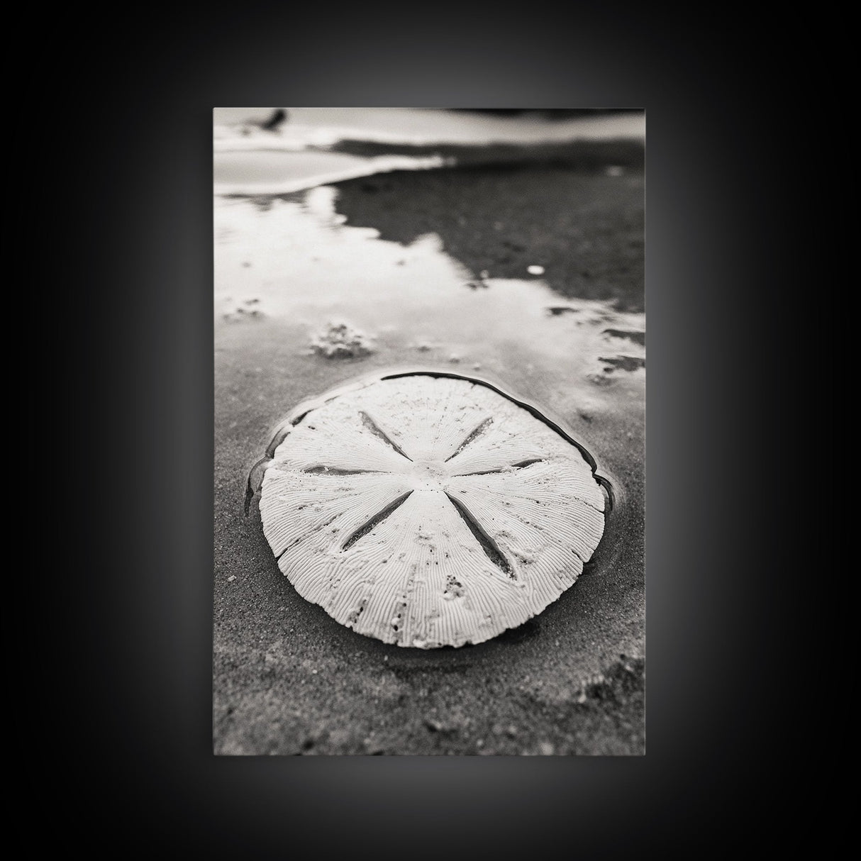 Sand Dollar, Coastal Shore, Ocean Shell Print, Canvas Print, Beachcomber Wall Art, Seaside Bathroom Decor, Nautical Nature Photography