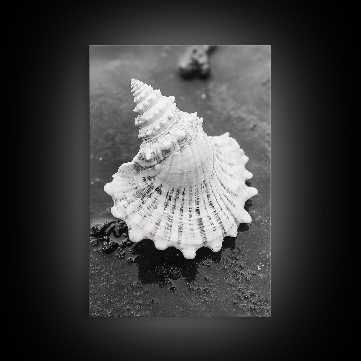 Spiral Shell, Beach Texture, Nature Closeup, Sea Whisper Framed Canvas Print, minimalist beach wall art, boho coastal kitchen decor