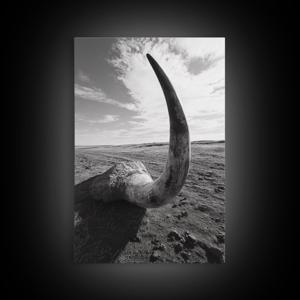 Lone Horn, desert minimalism, rustic western art, wabi sabi decor, moody photography, framed canvas print, black and white, southwest art