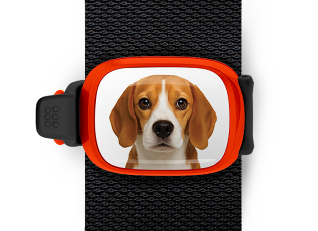 Beagle Stwrap