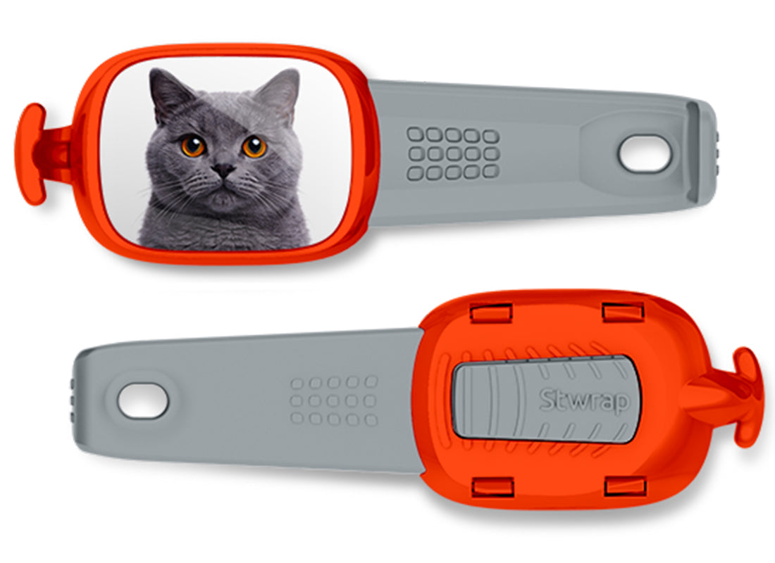 British Shorthair Cat Stwrap