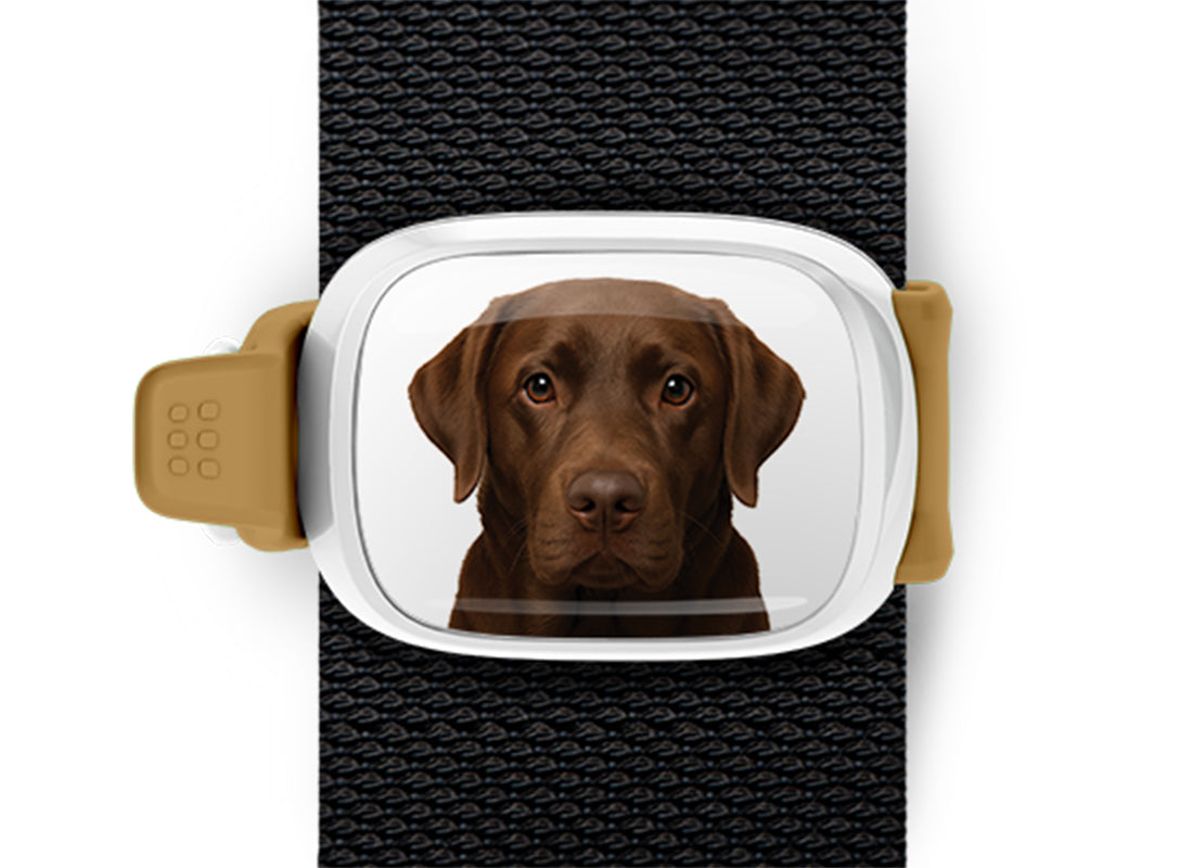 Chocolate Lab Stwrap