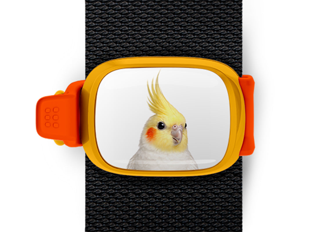 Cockatiel Stwrap