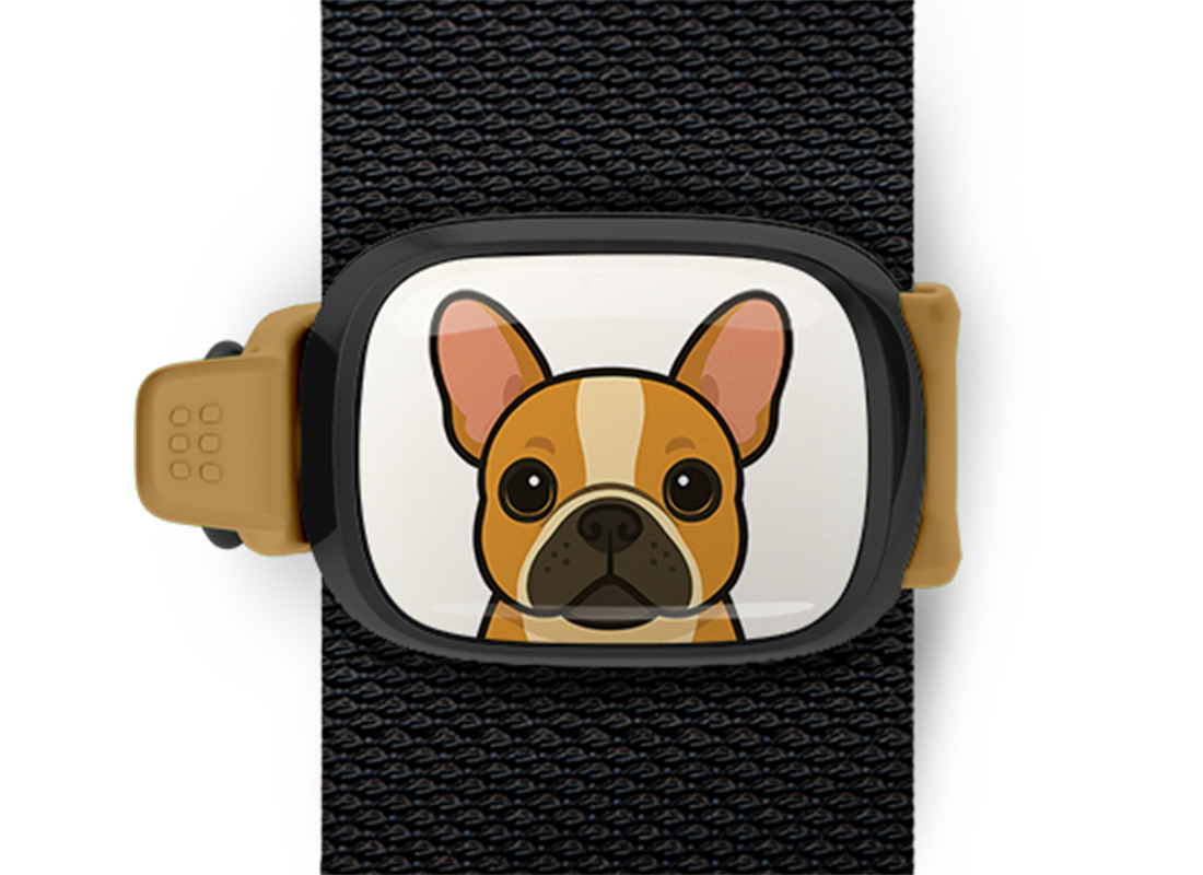 French Bulldog Stwrap