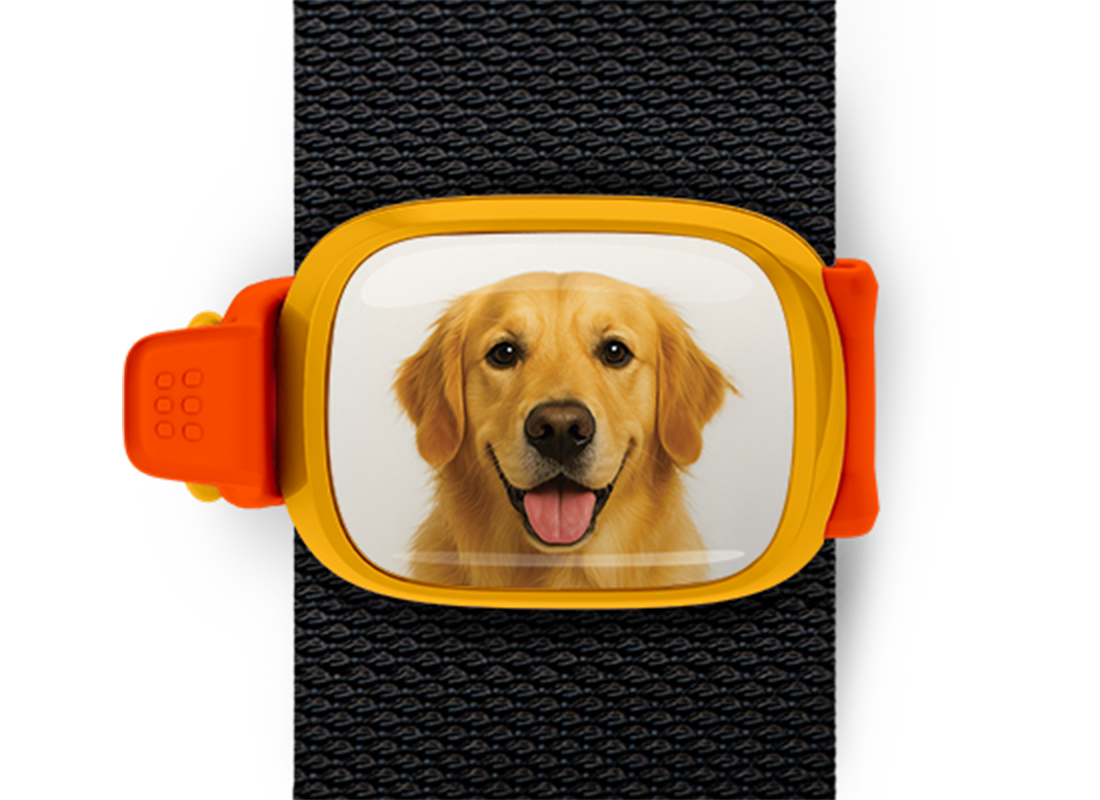 Golden Retriever Stwrap