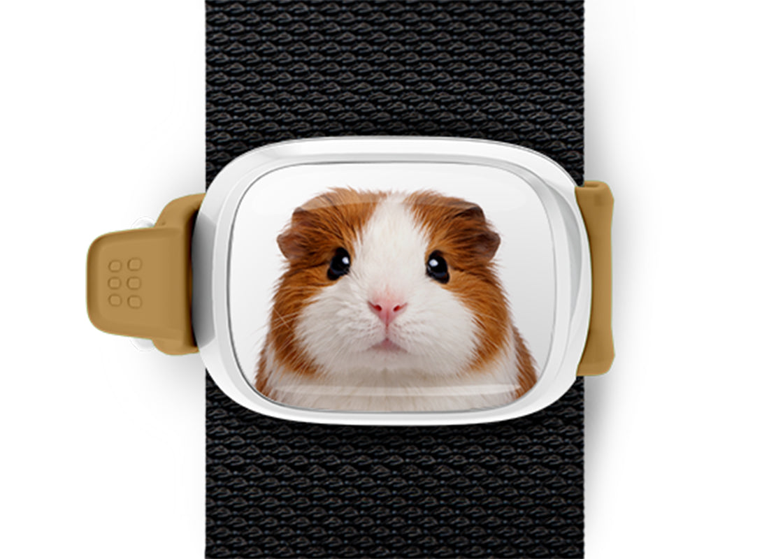 Guinea Pig Stwrap