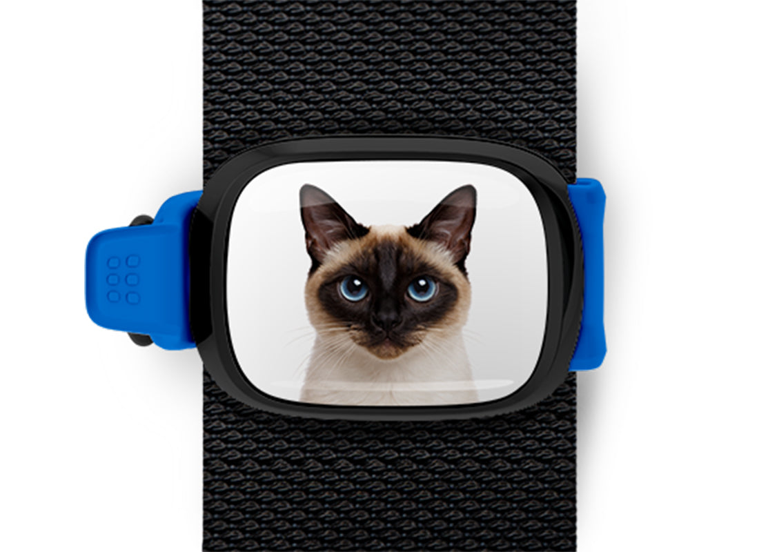 Siamese Cat Stwrap