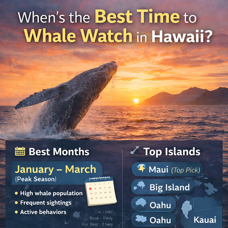 When Is the Best Time to Go Whale Watching in Hawaii?