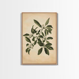 Mistletoe Canvas Print - Framed Canvas - Minimalist Christmas Art - Boho Christmas Art - Rustic Christmas Art