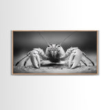 Hermit Crab, Close-Up, Ocean Creature, Monochrome Nature, Framed Canvas Print, Marine Wall Decor, Coastal Kitchen Wall Art, Entryway Accent