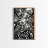 Tree Canopy, Forest Light, Upward View, Canvas Print, Woodland Wall Art, Living Room Decor, Nature Perspective Photography