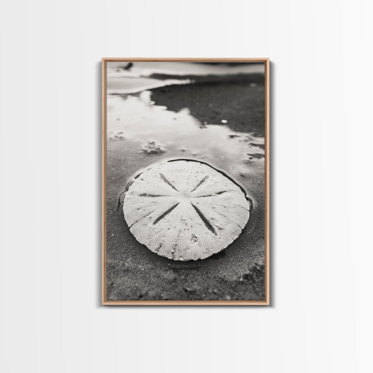 Sand Dollar, Coastal Shore, Ocean Shell Print, Canvas Print, Beachcomber Wall Art, Seaside Bathroom Decor, Nautical Nature Photography