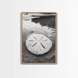 Sand Dollar, Coastal Shore, Ocean Shell Print, Canvas Print, Beachcomber Wall Art, Seaside Bathroom Decor, Nautical Nature Photography