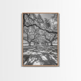 Oak Tree Tunnel, Southern Charm, Shaded Pathway, Timeless Trees Framed Canvas Print, farmhouse wall decor, hallway landscape art