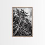 Windy Pines, Forest Landscape, Nature Photography, Framed Canvas Print, Rustic Wall Art, Cabin Decor, Minimalist Art, Fall Home Style