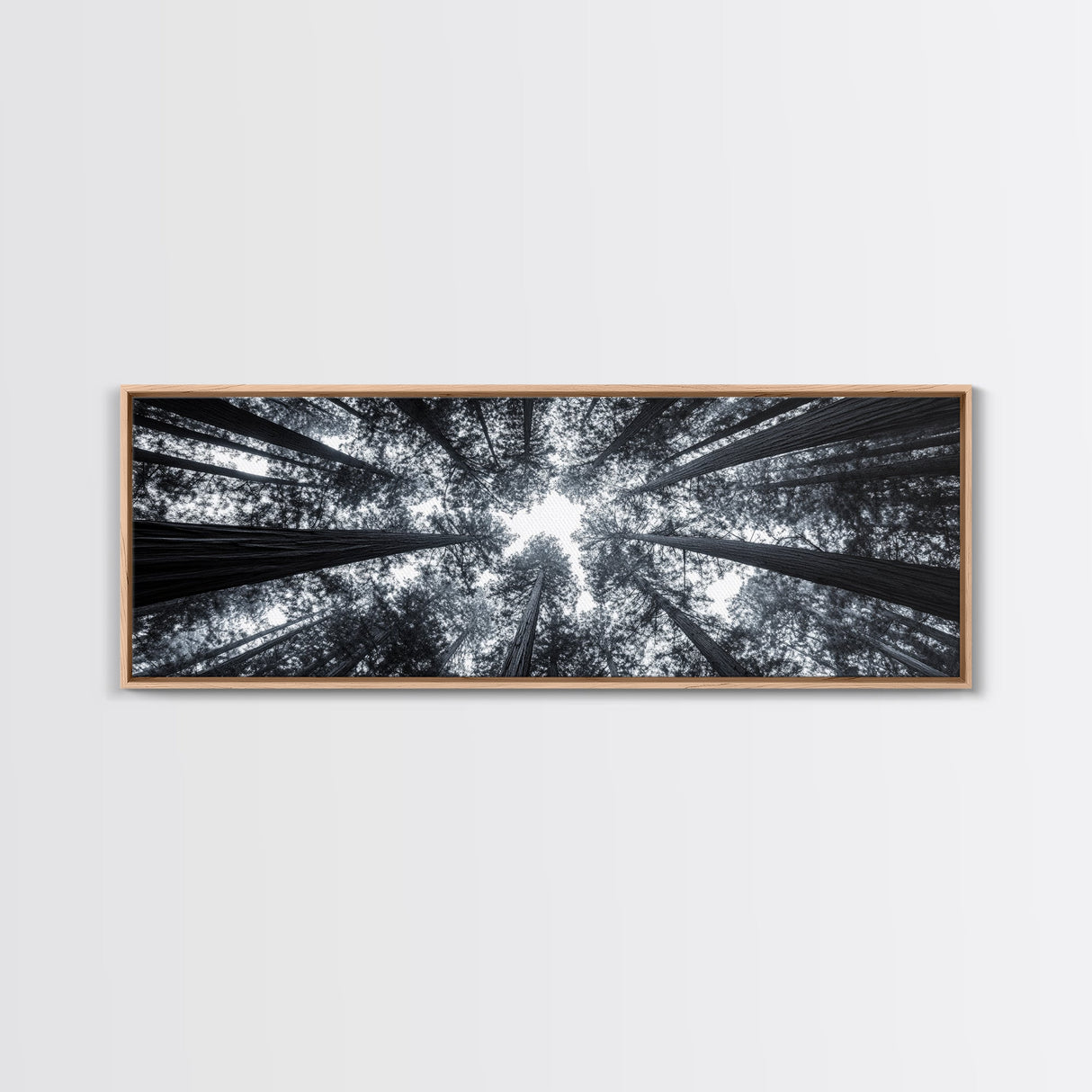 Redwood Trees, Forest Canopy, Looking Upward, Canvas Print, Black and White Nature Art, Meditation Room Decor, Minimalist Wall Art