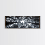 Redwood Trees, Forest Canopy, Looking Upward, Canvas Print, Black and White Nature Art, Meditation Room Decor, Minimalist Wall Art
