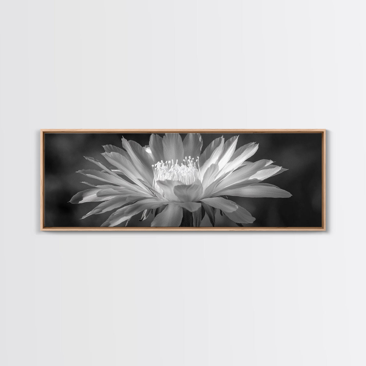 Soft Bloom, Desert Cactus Flower, Close-Up Botanical, Modern Black White Art, Framed Canvas Print, Bathroom Wall Art, Nature Photography