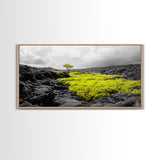 Lone Tree Lava, Surreal Earth Tones Decor, Abstract Volcanic Art, Black and Yellow Landscape, Canvas Print, Boho Living Room Accent