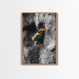Fuzzy Bee Closeup, Insect Macro, Nature Texture, Framed Canvas Print, Wildlife Wall Art, Entomology Decor, Nature Photography