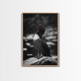 Loon Call, Singing Bird, Red Beak, Monochrome Framed Canvas Print, Wildlife Wall Decor, Bird Lover Wall Art, Rustic Cabin Accent