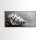 Sea Shell, Wabi Sabi Art, Coastal Decor, Minimalist Art, Nautical Wall Art, Moody Art, Extra Wide Art, Framed Canvas Print