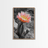 Blooming cactus, botanical print, desert flora, framed canvas print, nature decor, succulent wall art, pink flowers, southwest painting