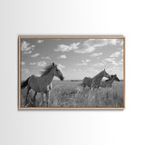 Fine Art Framed Canvas Print, Metal Art, Black & White Photo of Wild Mustangs, Horse Art, American Horses Landscape / Nature / Wildlife Art