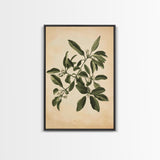 Mistletoe Canvas Print - Framed Canvas - Minimalist Christmas Art - Boho Christmas Art - Rustic Christmas Art