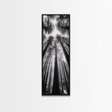 Redwood Forest, Sunlight Trees, Nature Canopy, Canvas Print, Serene Woodland Art, Cabin Wall Decor, Black and White Forest Art, Bedroom Wall Art
