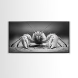 Hermit Crab, Close-Up, Ocean Creature, Monochrome Nature, Framed Canvas Print, Marine Wall Decor, Coastal Kitchen Wall Art, Entryway Accent