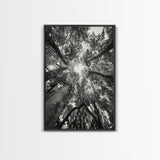 Tree Canopy, Forest Light, Upward View, Canvas Print, Woodland Wall Art, Living Room Decor, Nature Perspective Photography