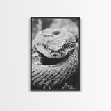 Rattlesnake Face, Coiled Closeup, Venomous Gaze, Canvas Print, Macro Wildlife Wall Art, Reptile Decor, Intense Black White Photography